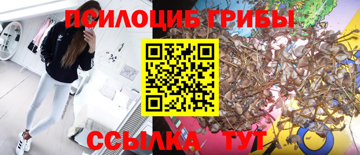 Псилоцибиновые грибы Psilocybe  Псилоцибиновые грибы GOLDEN TEACHER  Вход с VPN  Белорецк 